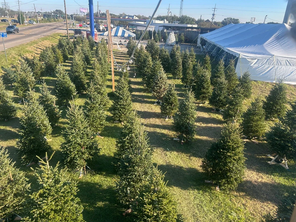 Rows of Christmas trees and the tent next to Cypress Stop 311 on Highway 311