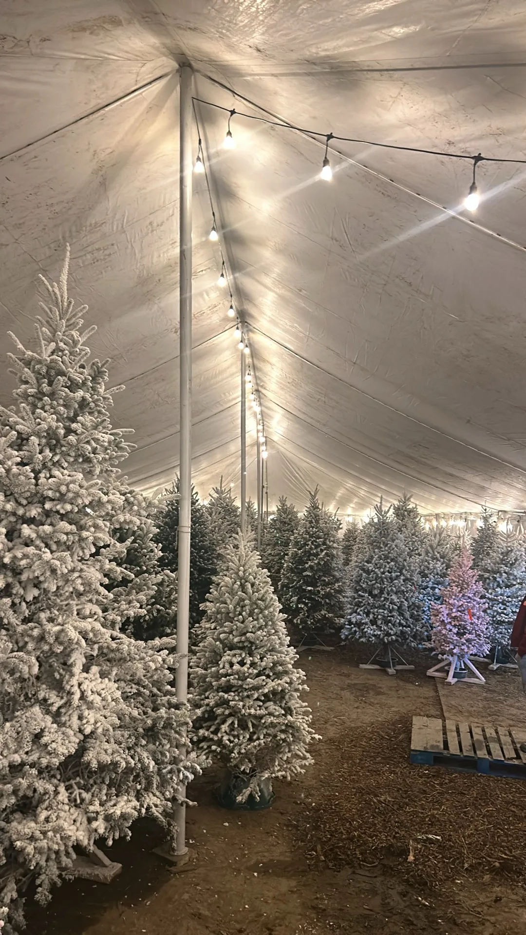 Flocked and fresh Christmas trees inside the Cypress Stop tent